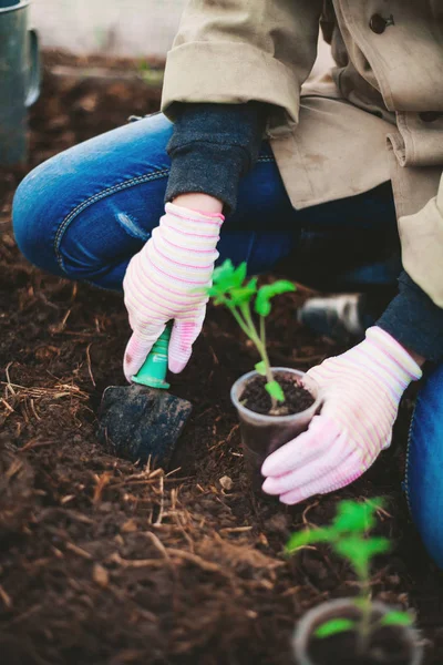 Uma Jovem Está Plantando Uma Árvore — Fotografia de Stock