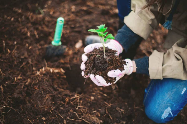 Una Joven Está Plantando Árbol —  Fotos de Stock
