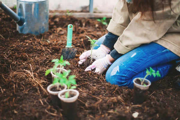 Young Woman Planting Tree — Stock Photo, Image