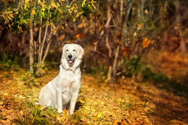 Φθινόπωρο πορτρέτο του χρυσόs retriever — Φωτογραφία Αρχείου