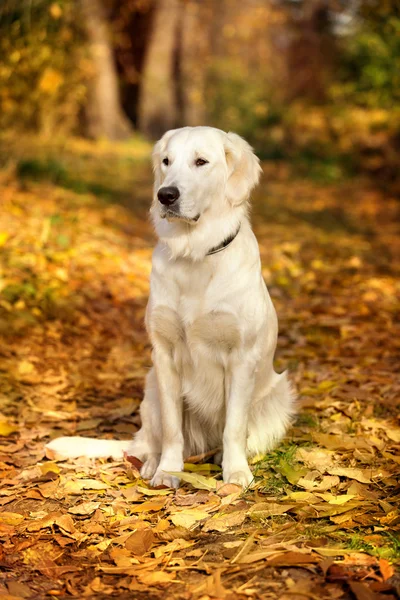 Jesienny portret golden retriever — Zdjęcie stockowe