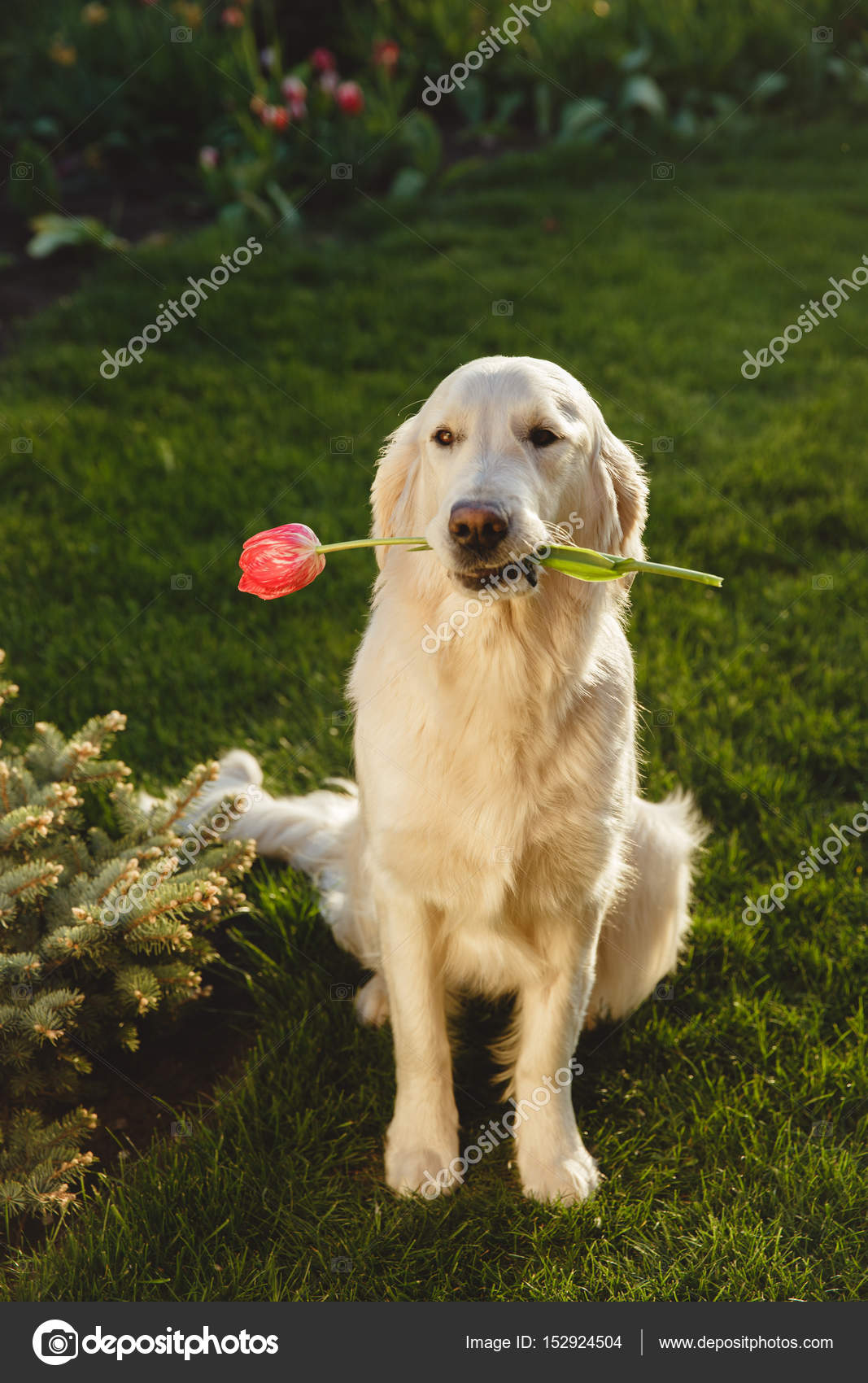 golden retriever pedigree