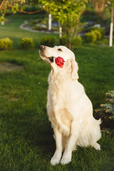 Portret piękny pies Golden Retriever. Pojęcie piękna, miękkość, rodowód. — Zdjęcie stockowe