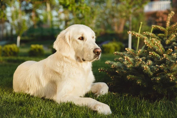 Πορτρέτο του ένα πανέμορφο Golden Retriever σκύλου. Έννοια ομορφιά, απαλότητα, γενεαλογία. — Φωτογραφία Αρχείου