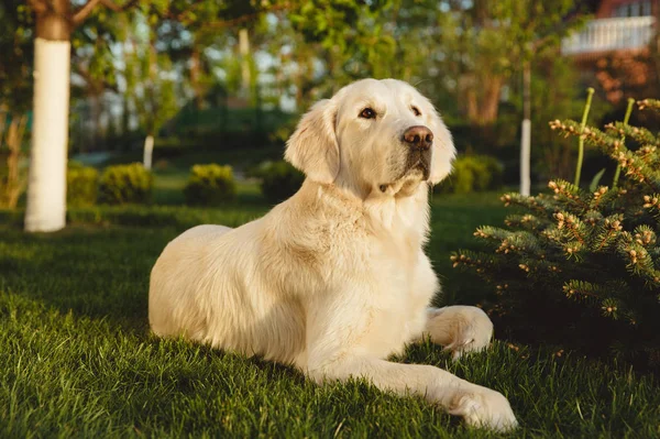 Portrait d'un beau chien Golden Retriever. Concept beauté, douceur, pedigree . — Photo