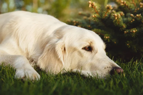 美しいゴールデンレトリーバー犬の肖像画。概念の美しさ、柔らかさ、血統. — ストック写真