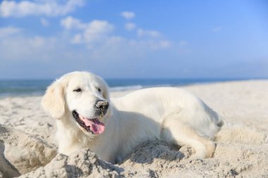 Sahilde altın geri almak