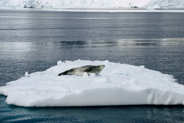 Дрейфующий айсберг с тюленем на вершине, антарктида — стоковое фото