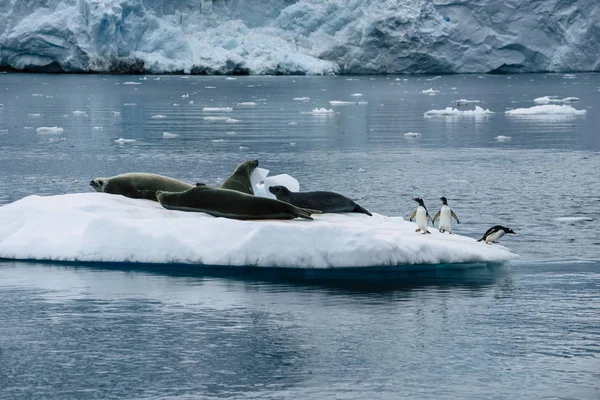 Дрейфующий айсберг с тюленем на вершине, антарктида — стоковое фото
