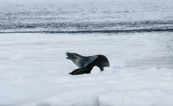 Iceberg dérivant avec un phoque sur le dessus, antarctique — Photo