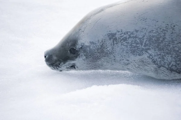 Антарктичні клинописні тюлені лежать на крижаній воді. — стокове фото