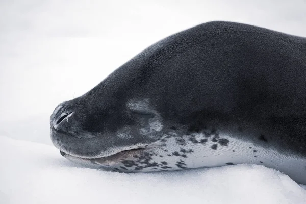 Leopard seal resting on the iceberg in Antarctica — Stock Photo, Image