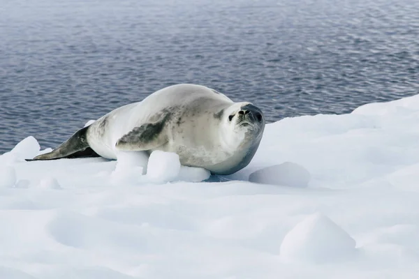 氷の上に眠っている南極のウェッデルシール — ストック写真