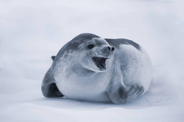 Леопард - тюлень на айсберзі в Антарктиді. — стокове фото