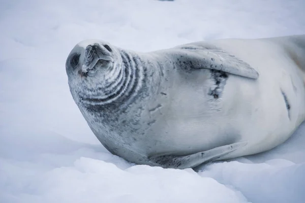 Antarctic weddell seal resting on ice floe — 스톡 사진