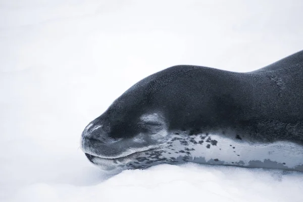 Leopardí tuleň odpočívající na ledovci v Antarktidě — Stock fotografie
