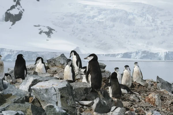 Antártida, grupo de pingüinos Adelie. Naturaleza y paisajes de la Antártida —  Fotos de Stock