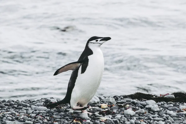 Pinguim de Adelie em pequeno berg de gelo na Antártida — Fotografia de Stock