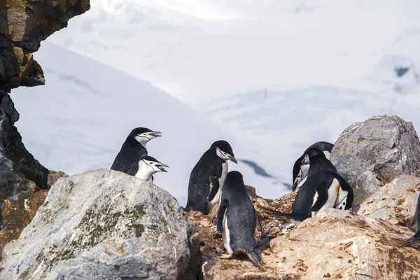 南極、アデリーペンギンのグループ。南極の自然と景観 — ストック写真