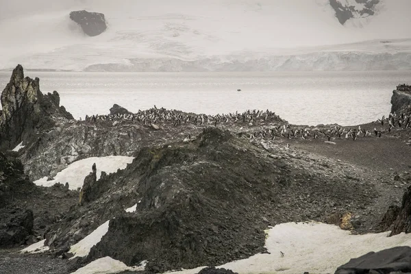A natureza majestosa e dura da Antártida . — Fotografia de Stock