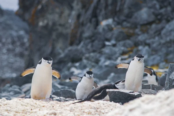 Antarctica, groep Adelie Pinguïns. Natuur en landschappen van Antarctica — Stockfoto