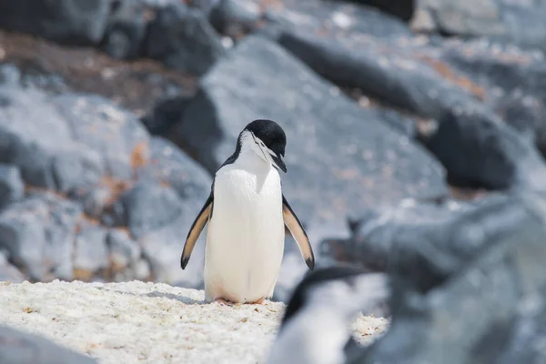 南極の小さな氷の上にペンギンを喜ばせる — ストック写真