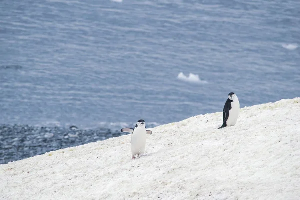 Twee ezelspinguïns, Pygoscelis Papua verliefd op Antarctica — Stockfoto