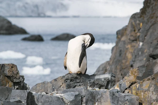 Pinguim de Adelie em pequeno berg de gelo na Antártida — Fotografia de Stock