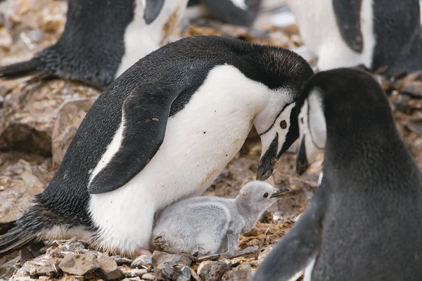 Pinguim gentoo com ovo e pintinho recém-eclodido, Antártida — Fotografia de Stock