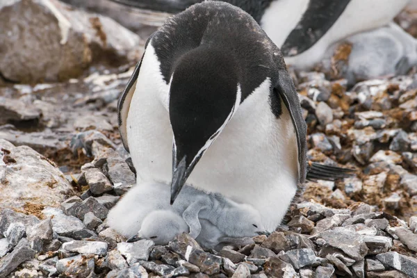 Pingüino Gentoo con huevo y polluelo recién nacido, Antártida —  Fotos de Stock