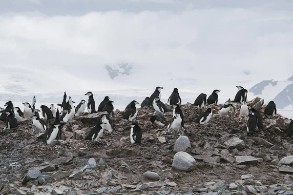 南極、アデリーペンギンのグループ。南極の自然と景観 — ストック写真