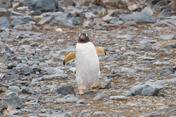 南極の小さな氷の上にペンギンを喜ばせる — ストック写真