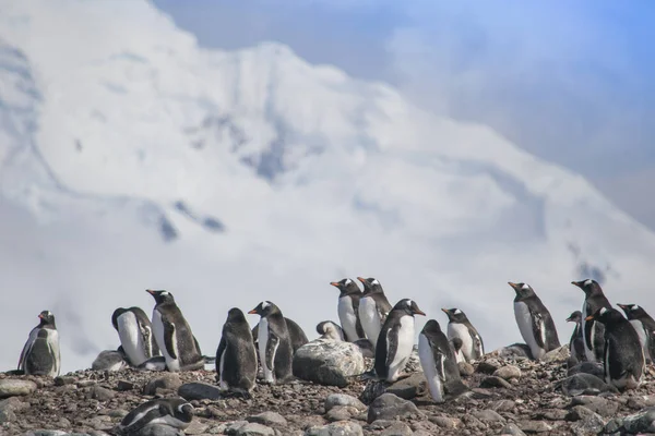 Antártida, grupo de pingüinos Adelie. Naturaleza y paisajes de la Antártida —  Fotos de Stock