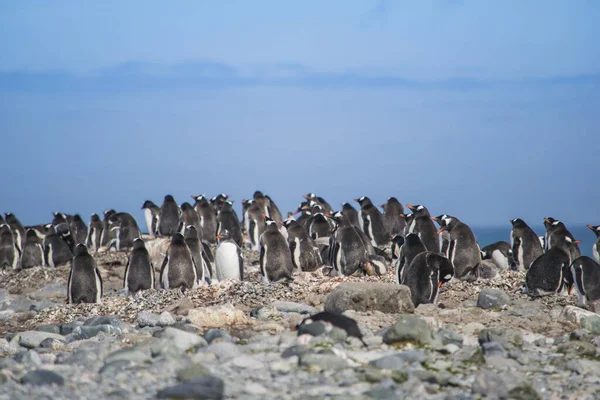 Antarctica, groep Adelie Pinguïns. Natuur en landschappen van Antarctica — Stockfoto