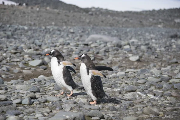 南極の小さな氷の上にペンギンを喜ばせる — ストック写真