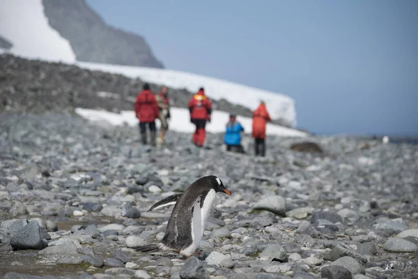 Pinguim de Adelie em pequeno berg de gelo na Antártida — Fotografia de Stock