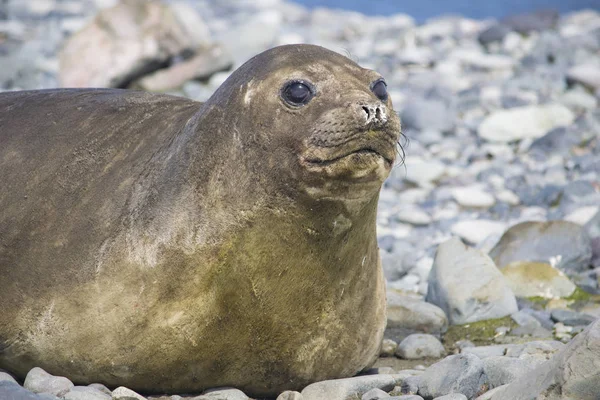 Antarktika fok balığı buz kütlesi üzerinde dinleniyor
