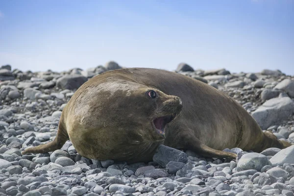 Antarktisk äktenskapsförsegling vilande på isflak — Stockfoto