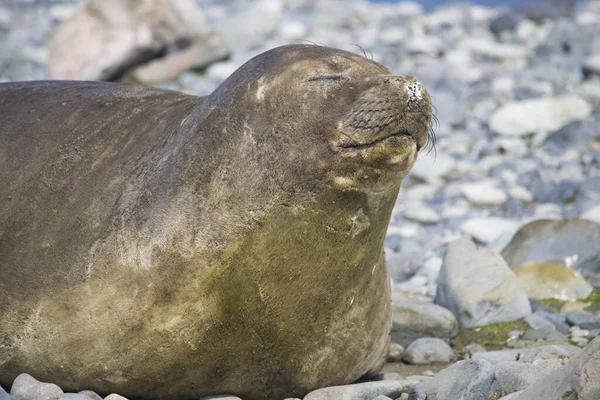 Antarctic weddell seal resting on ice floe — 스톡 사진