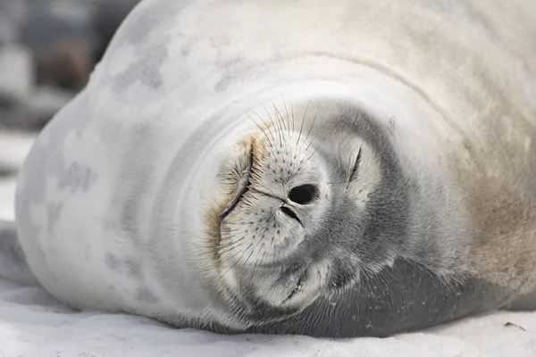 南極の氷山の上に眠っているヒョウアザラシ — ストック写真