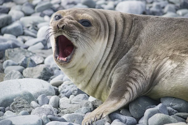 Dangerous leopard seal on ice floe in Antarctica. — 스톡 사진