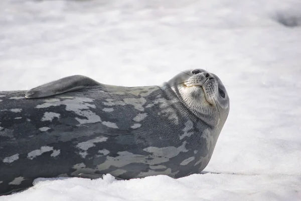 Dangerous leopard seal on ice floe in Antarctica. — 스톡 사진