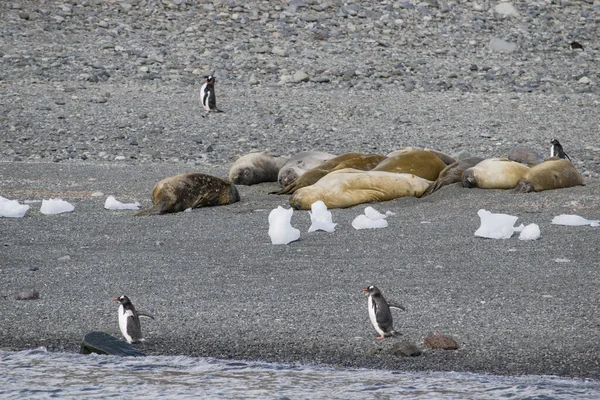 Antarctic weddell seal resting on ice floe