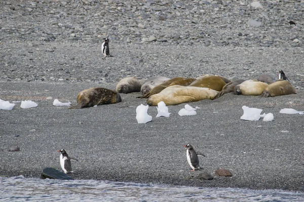 Ανταρκτική φώκια weddell στηρίζεται σε πάγο floe Εικόνα Αρχείου