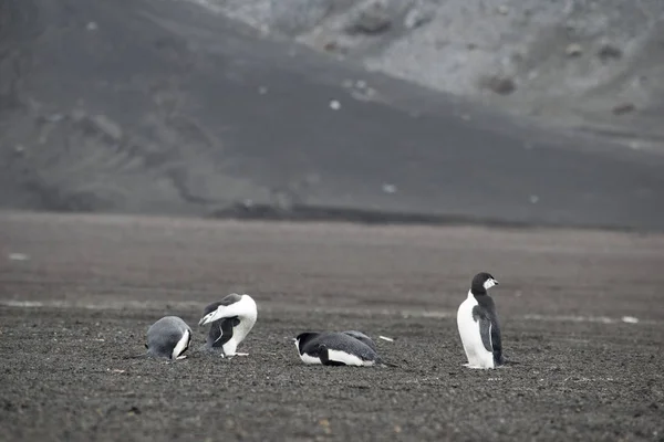 Pingüinos descansando en la costa pedregosa de la Antártida — Foto de Stock