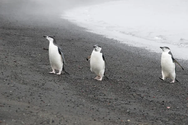 Pingviinit lepäävät Etelämantereen kivisellä rannikolla — kuvapankkivalokuva