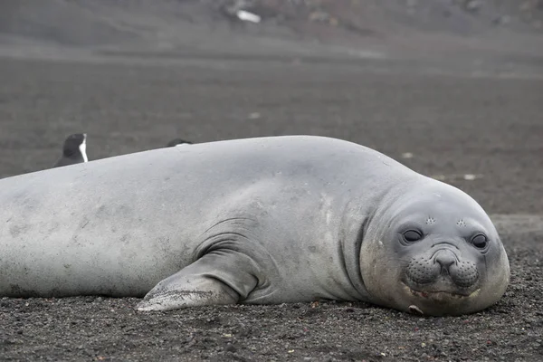 Weddell seal, Leptonychotes weddellii, az antarktiszi tengerparton pihen — Stock Fotó