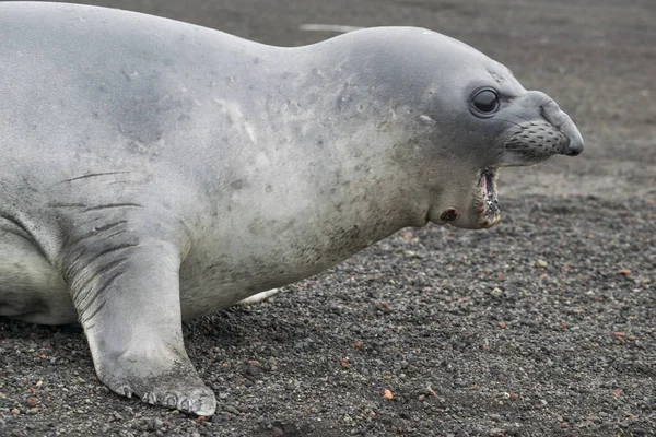 Hochzeitsrobbe, Leptonychotes weddellii, ruhend am antarktischen Strand — Stockfoto