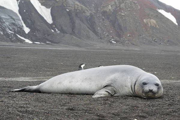 Weddell seal, Leptonychotes weddellii, odpočívající na antarktické pláži — Stock fotografie