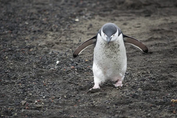 Adelie pinguin an der steinigen küste der antarktis — Stockfoto